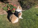 Realtime GPS Pet Tracker for Phone - Wireless Remote Pet Surveillance Size:XS